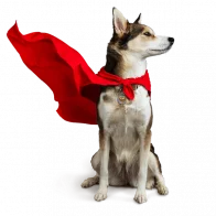 ForeverDog logo